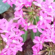 Jardin des plantes : orchidées et textures en hiver