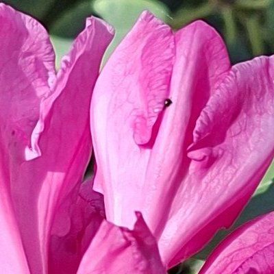 Convalescence à Granville