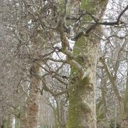 Jardin des plantes : orchidées et textures en hiver