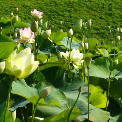 Lotus et autres végétaux - Parc floral