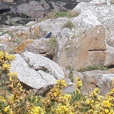 Bol d'air aux Îles de Chausey
