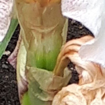 Iris et autres fleurs au Jardin des Plantes