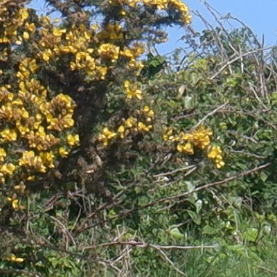 Bol d'air aux Îles de Chausey