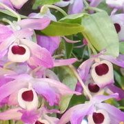 Jardin des plantes : orchidées et textures en hiver